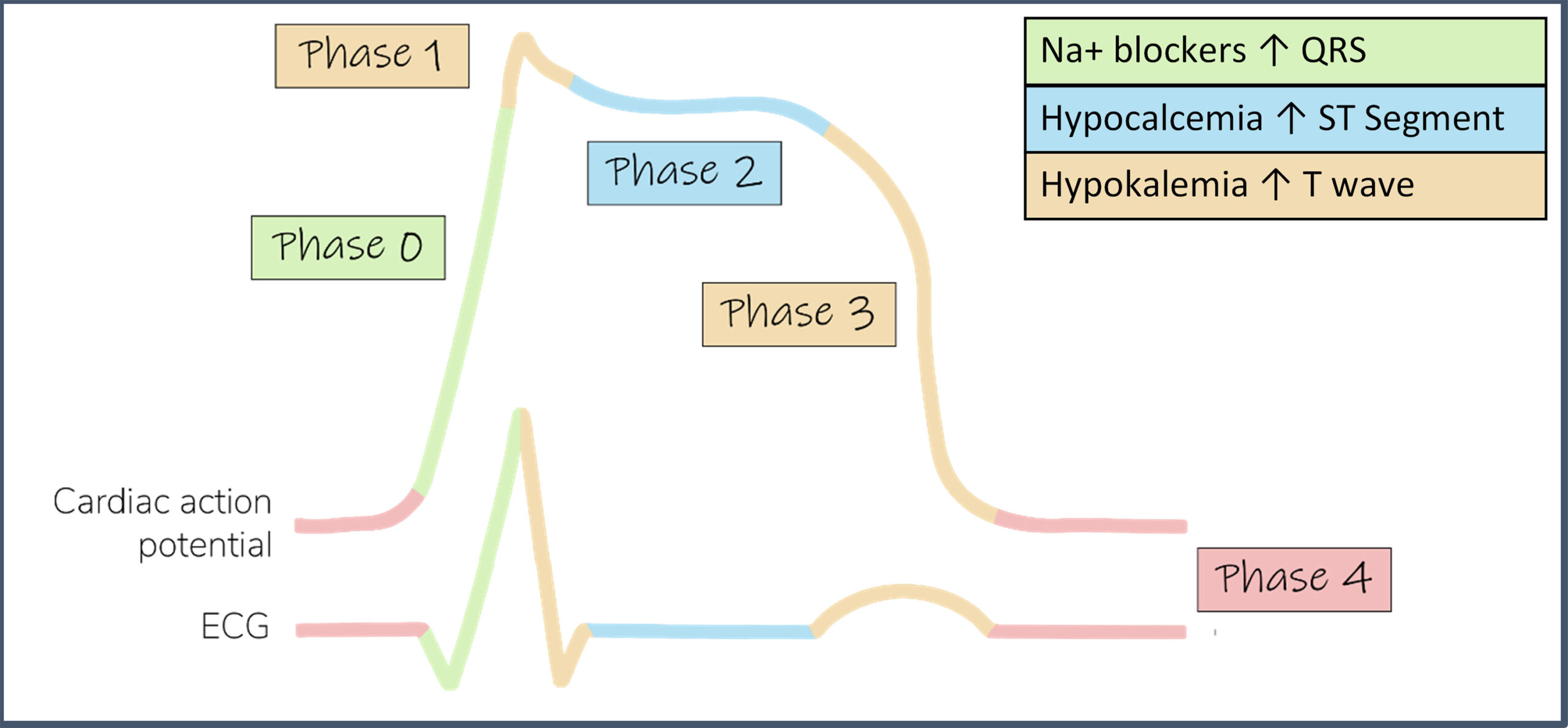 Phases of cardiac action potential